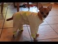 Одежда для собак. Как сшить комбинезон. \ DIY. Sewing Pet clothing ( Sew a rain-coat.)