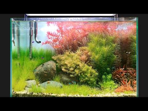 Video T12| Bể thủy sinh đá cuội, cây cắt cắm thay đổi sau 4... - youtube