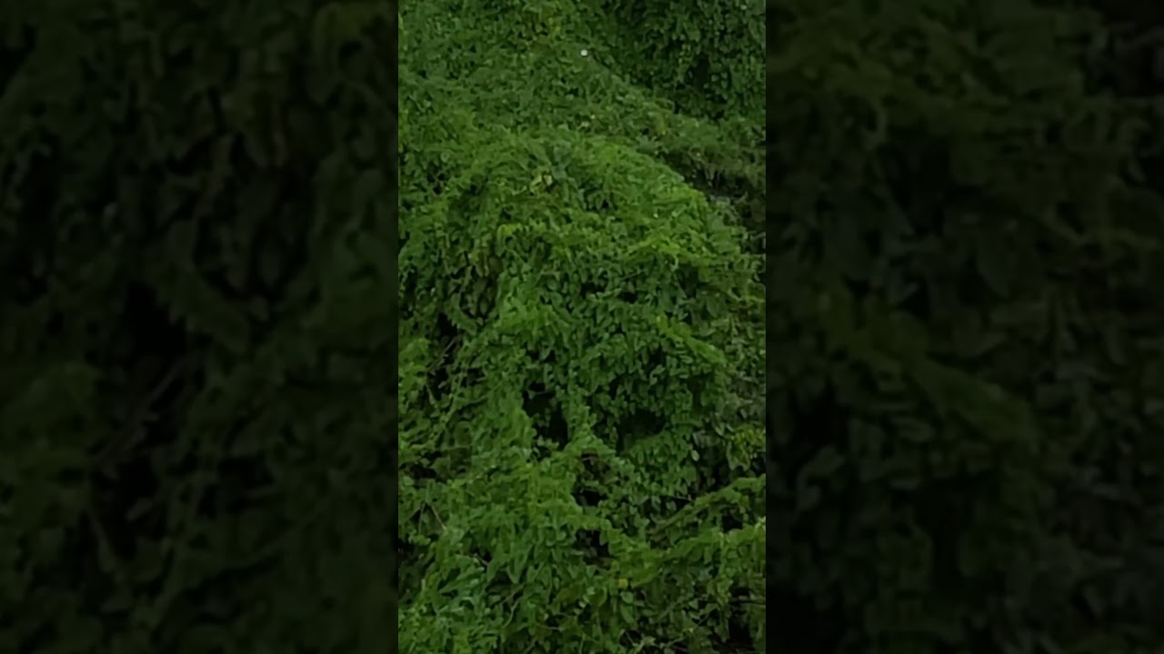 Dil ka Jo haal hai song#status #heavy Rain fall #🌴🌨️⛈️⛈️#