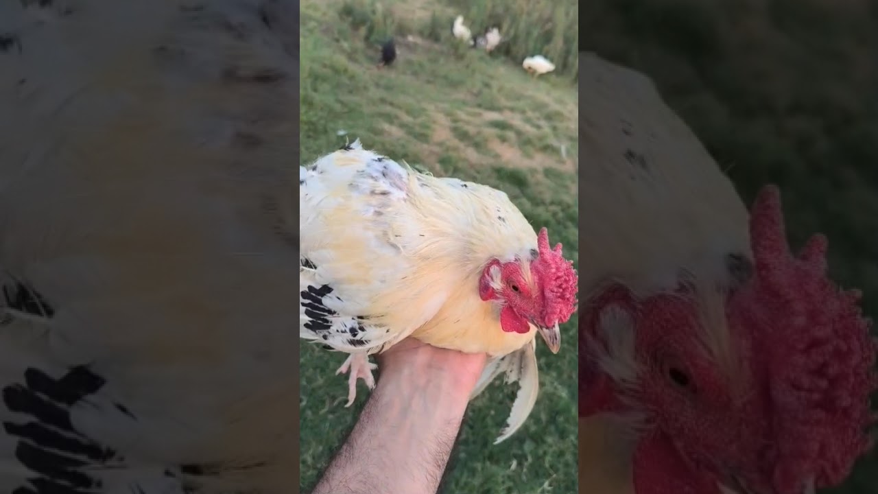 Rosecomb Rooster 🐓 