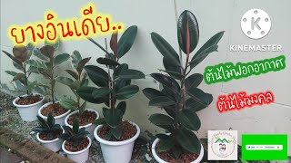 ยางอินเดีย  ต้นไม้ฟอกอากาศ ต้นไม้ประดับยอดนิยม @ตัวต.รักษ์ต้นไม้