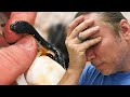 CUTTING SNAKE EGGS...DEAD BABY SNAKES INSIDE... | BRIAN BARCZYK