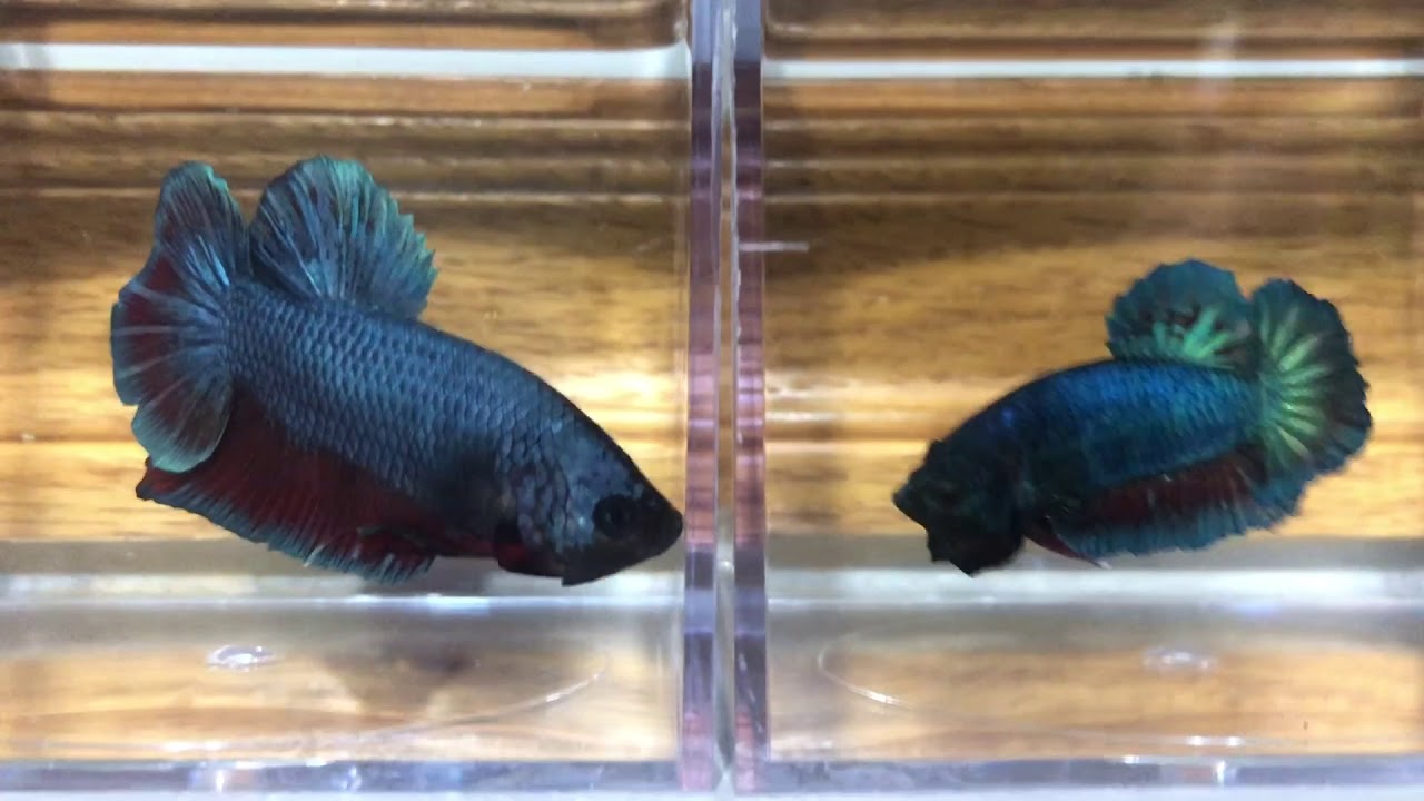 PETCO FIND!!! Halfmoon plakat/betta YouTube