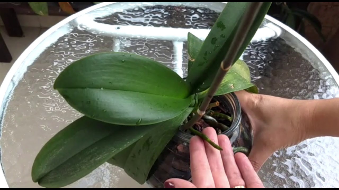 Resultado de orquídea recuperada - Cultivo em vidro.