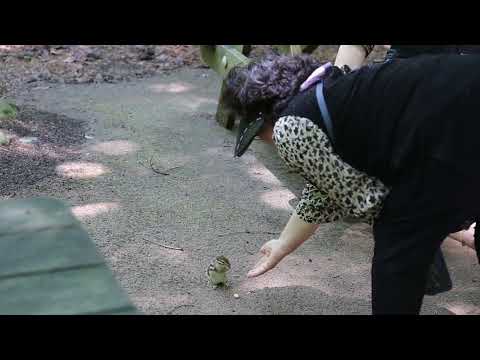 DACU&amp;amp;JHKTV]야생다람쥐와놀다 <strong>오대산월정사</strong> 전나무숲길 힐링코스Wild squirrels and Odaesan Mountain Woljeongsa Temple &amp;amp;healling