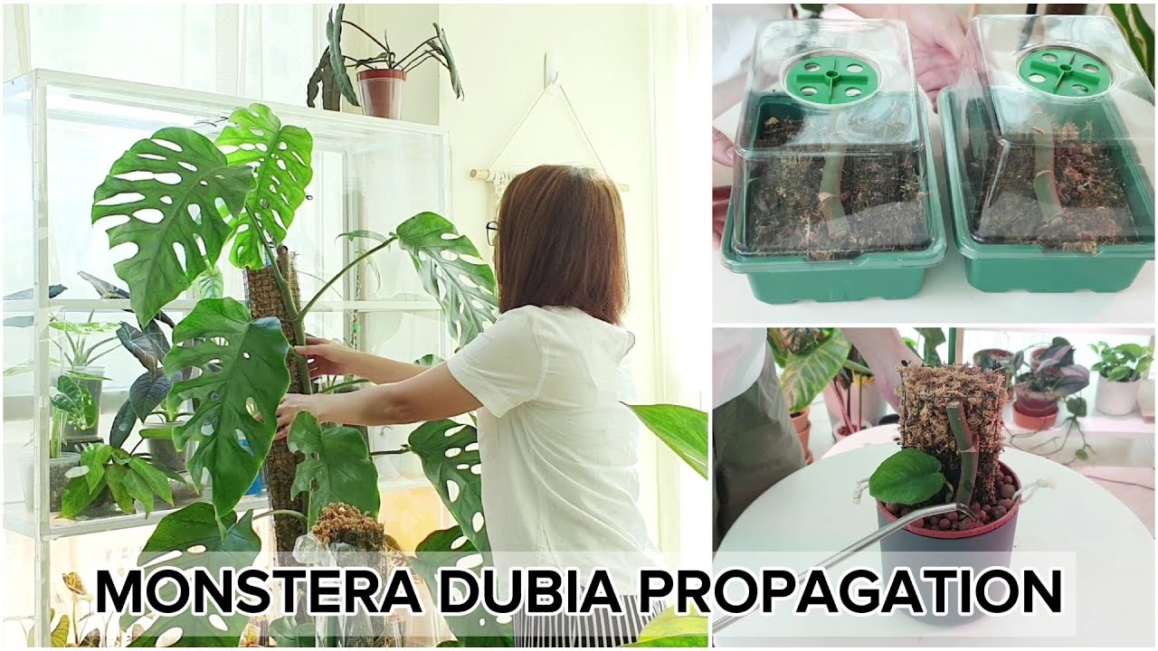 citron buddha hand plant Buddha's Hand Citron Tree Cutting | Rare Fingered Citrus main image 1