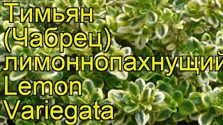 видео Тимьян ползучий: посадка и уход в открытом грунте, выращивание, отзывы