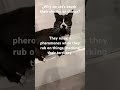 Why do cats rub their faces on things?