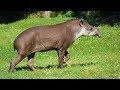 El Misterioso Tapir | Hay 4 tipos en todo el mundo