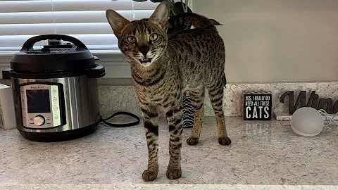 Watch the video about F2 Savannah Cat Zara Meowing, Purring, And Giving Lots Of Love. She’s So Sweet.