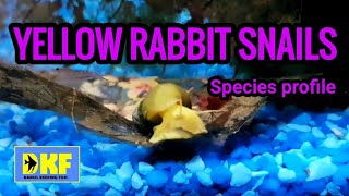 Rabbit Snail species profile.