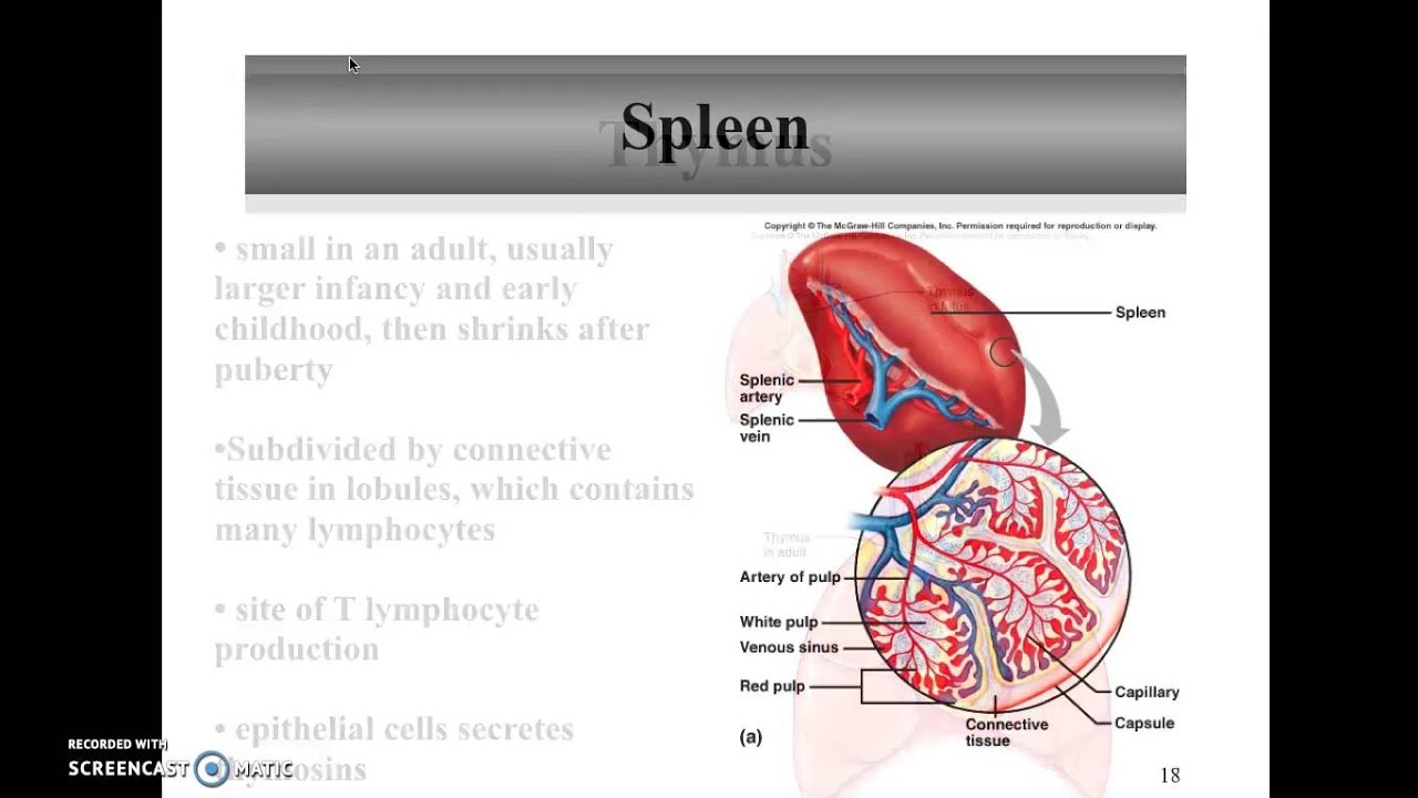 thymus and spleen - YouTube