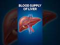 Blood Supply of Liver Explained | Quick Nursing Dose