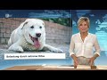 heute 19:00 Uhr vom 11.08.2026 Kolumbien Erdbeben, AfD Sachsen-Anhalt, Hitze: Stress für Tiere