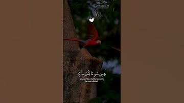 تلاوة تريح القلب القارئ#عبدالرحمن_مسعد #حالات_واتساب_دينية#راحة_نفسية #قران_كريم🍃