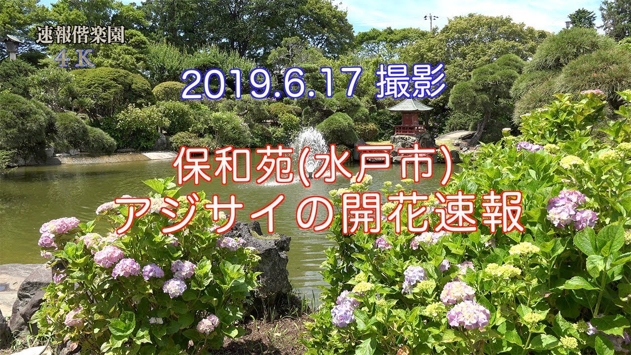 19 6 17撮影 保和苑のアジサイ開花速報 4分咲き程度か とスモークツリー 4k Youtube