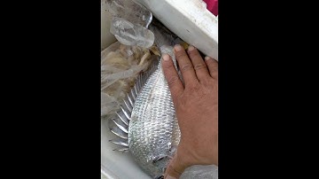 Câu cá tráp Vàng| Câu cá tráp Sông |Câu cá tráp bằng mồi Tôm