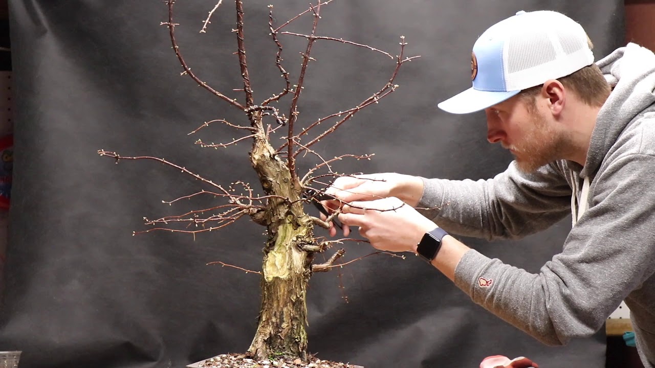 Dawn Redwood - Spring Series '20