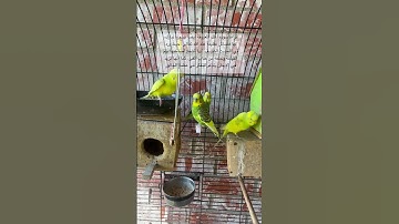 فضل قرائة #سورة_الملك #قرآن #المصحف #العراق #طيور #البادجي #quran #birds #budgies #america #texas