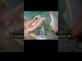 Meet the Sarcastic Fringehead: The Angriest Fish in the Sea 🤬🐟