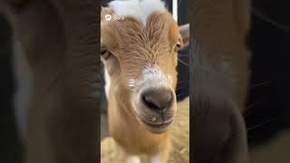Cutest Goat Ever