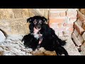 Rescued sick dog with 5 puppies