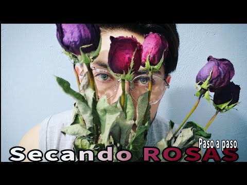 Video: Cómo Secar Rosas