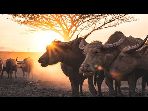 Video TỬ VI TUỔI ẤT SỬU 1985 NĂM 2023 NỮ MẠNG - youtube
