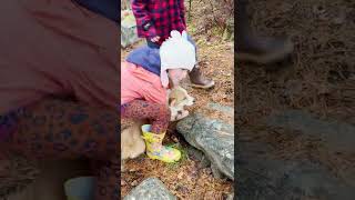 Cute fairy hike with corgis in Blisswood Forest by Corgi Bliss 81 views 2 years ago 2 minutes, 4 seconds