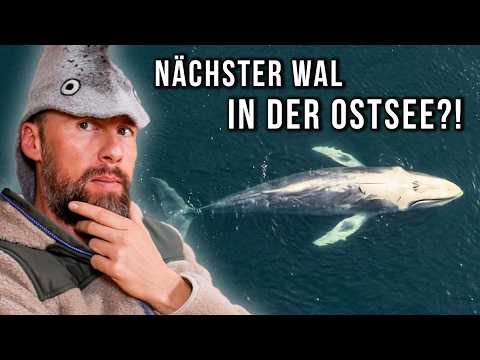 Wird das die Wal-Psychose 2.0? Buckelwal Hartwin in der Ostsee gesichtet