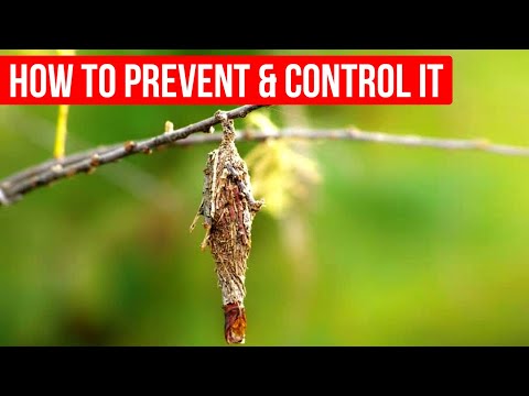 Vídeo: Controle de Bagworms: Como se livrar de Bagworms