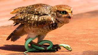 Snake Eaters EXPOSED 10 Surprising Animals That Eat Snakes! | Wildlife Documentary 2024