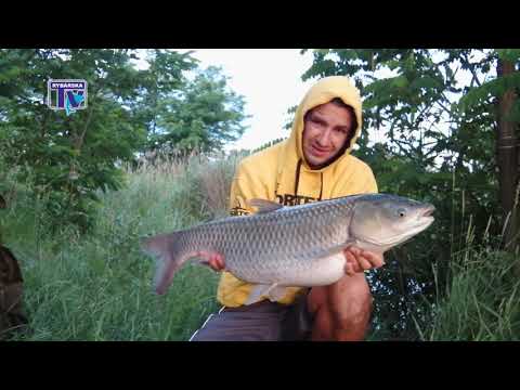 Video: Rozdiel Medzi Akvakultúrou A Chovom Rýb