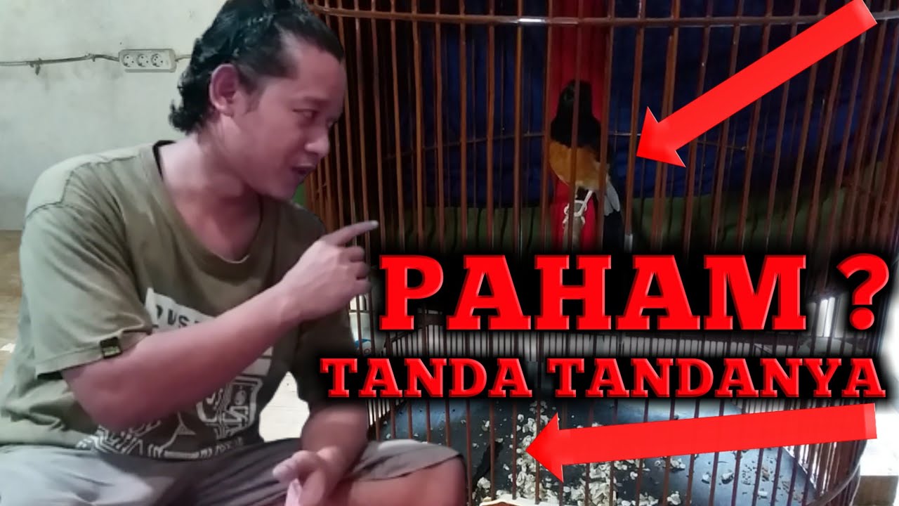 Ciri Murai Batu Tuntas Mabung