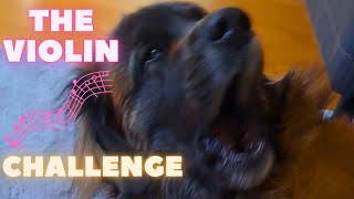 Pawsome Violin Challenge: Can Your Dog Sing Along? Leonberger Amazes with Eine Kleine Nachtmusik!
