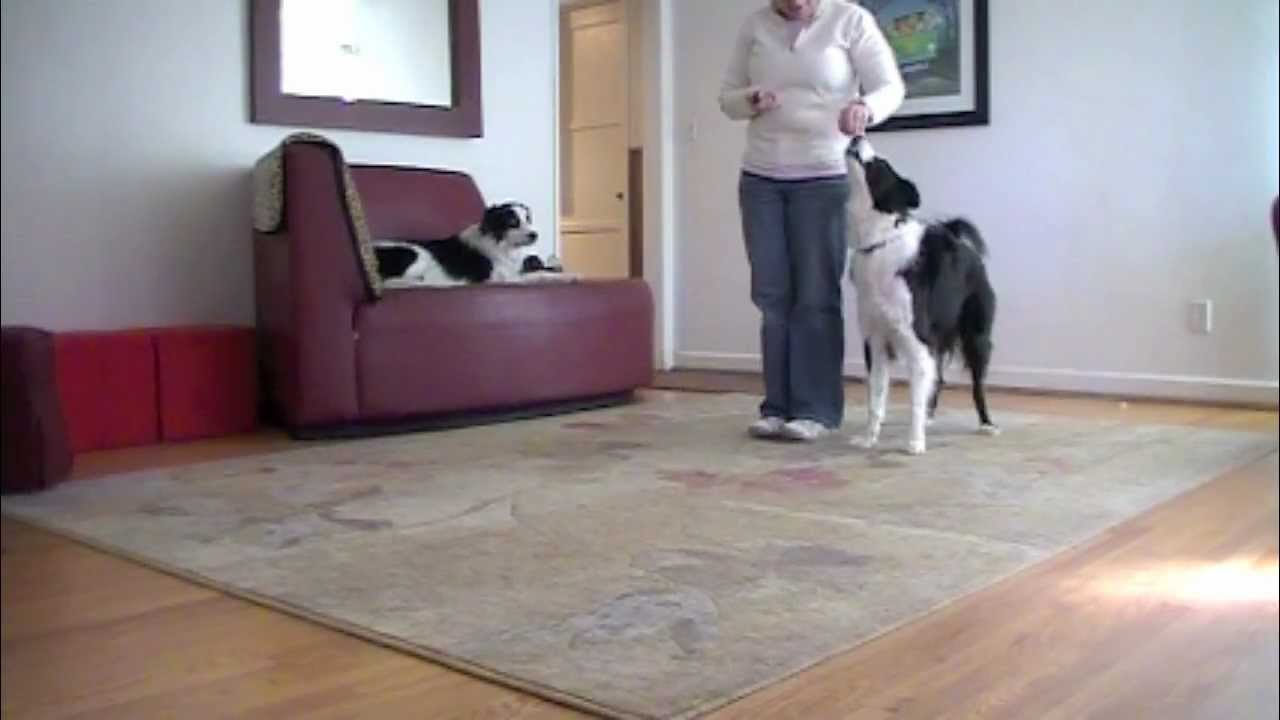 Heelwork Practice 6: Clicker Dog Training