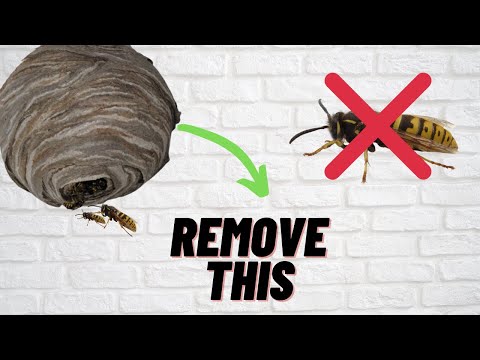 Video: How to deal with wasps in a wooden house on your own?