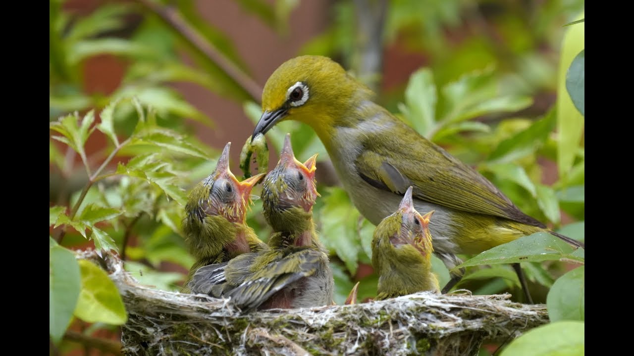 2018綠繡眼育雛錄影 各種鳥聲 Youtube