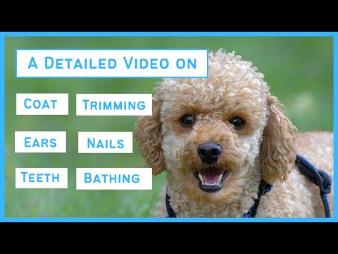 Grooming A Poodle – Coat Care, Trimming, Bathing, Ears, Nails & Dental Care