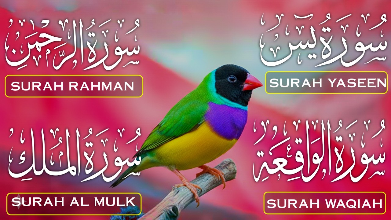 سورة يس، الرحمن، الواقعة، الملك بصوت جميل هادئ مريح للقلب القارئ محمد الفقيه Mohammed Al Fakih