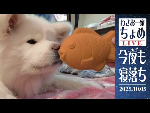 ぷぴぷぴタイヤキ現る！ 10/05 わさお一家 ちょめ  長毛秋田犬 おやすみ配信  #wasao_official