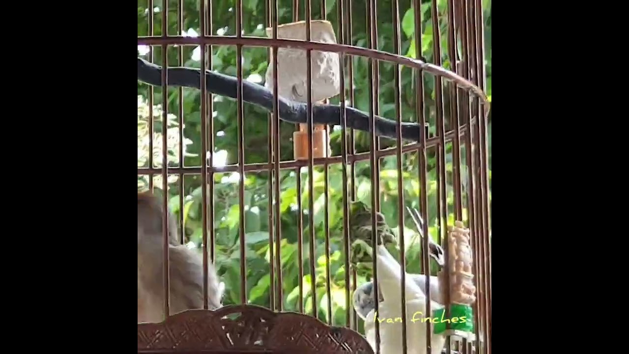 Goldfinch mute love singing ~ 爱唱歌的配种金翅雀...🥰