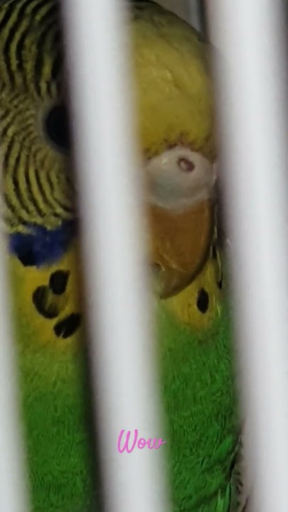 budgie parents lyrics meaning