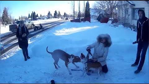 CRAZY DOG FIGHTS BEST OF 2022 PT 3!!! MUST SEE MOMENTS!!!!