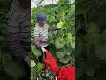 Japanes verity wintersquash#smartfarming#smartwork#shortvideo