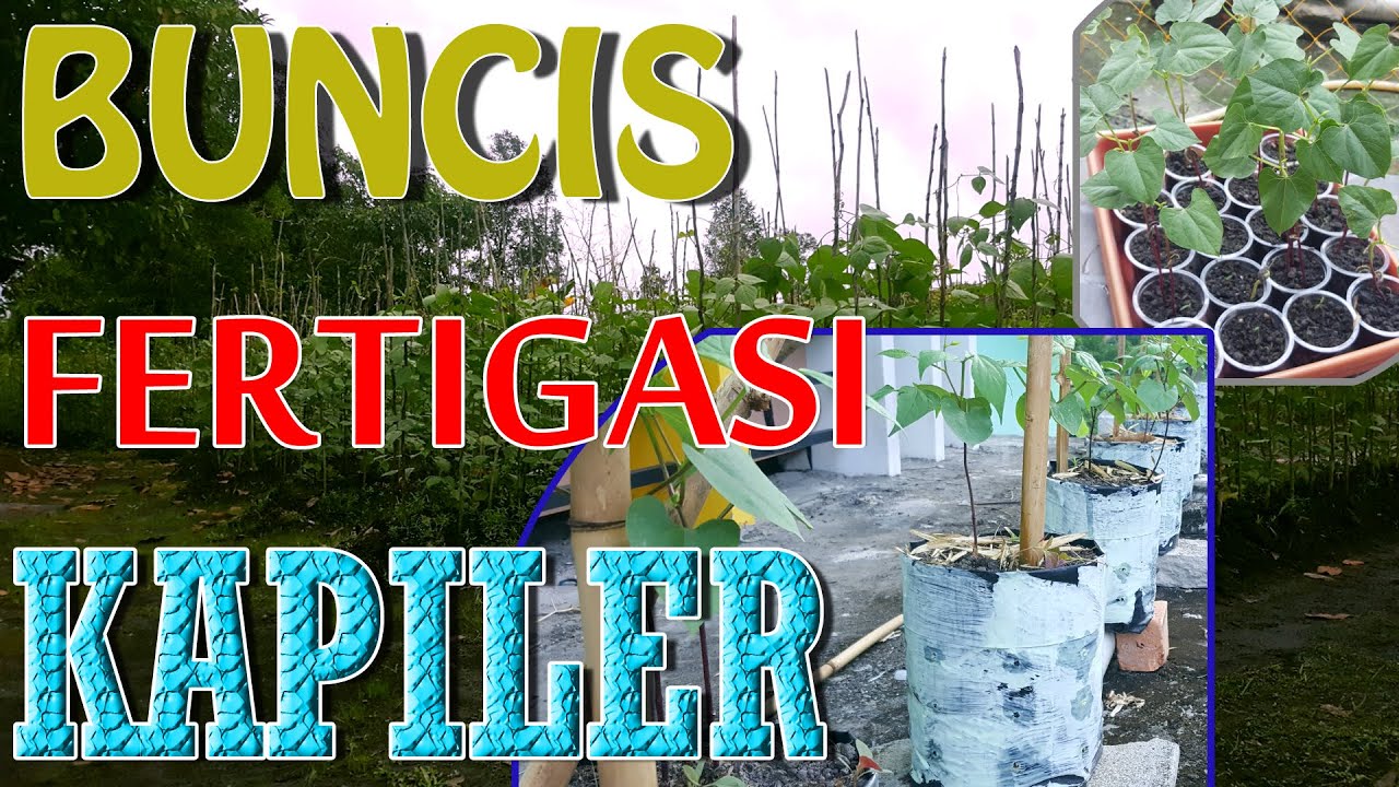 Cara LENGKAP Menanam Buncis Fertigasi Kapiler Part 01 