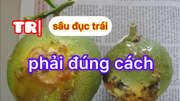 Hướng Dẫn Phòng Và Trị Sâu Đục Trái Hại Bưởi Đúng Cách | Bưởi Da Xanh