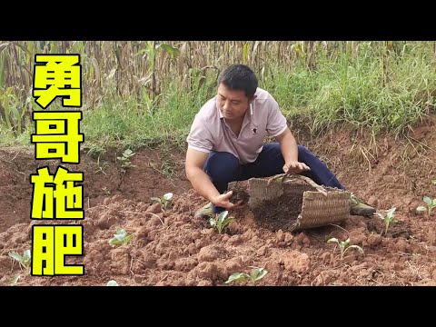 Video: Tumbuh Lobak