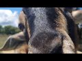 Goat Playground built using pellets