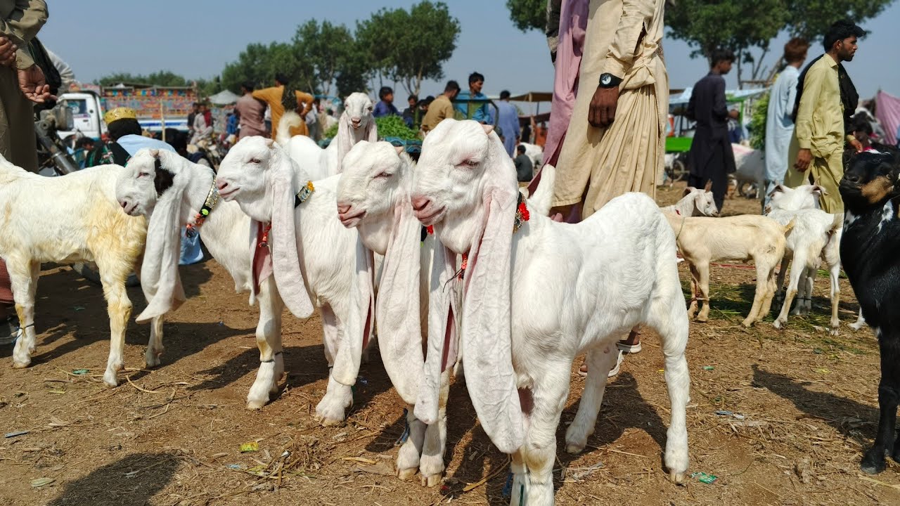 tando Adam bakra Mandi new update (28-2-2026)